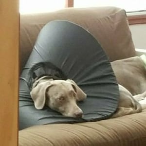 May include: A gray and white Weimaraner dog wearing a gray cone collar, resting on a brown couch.