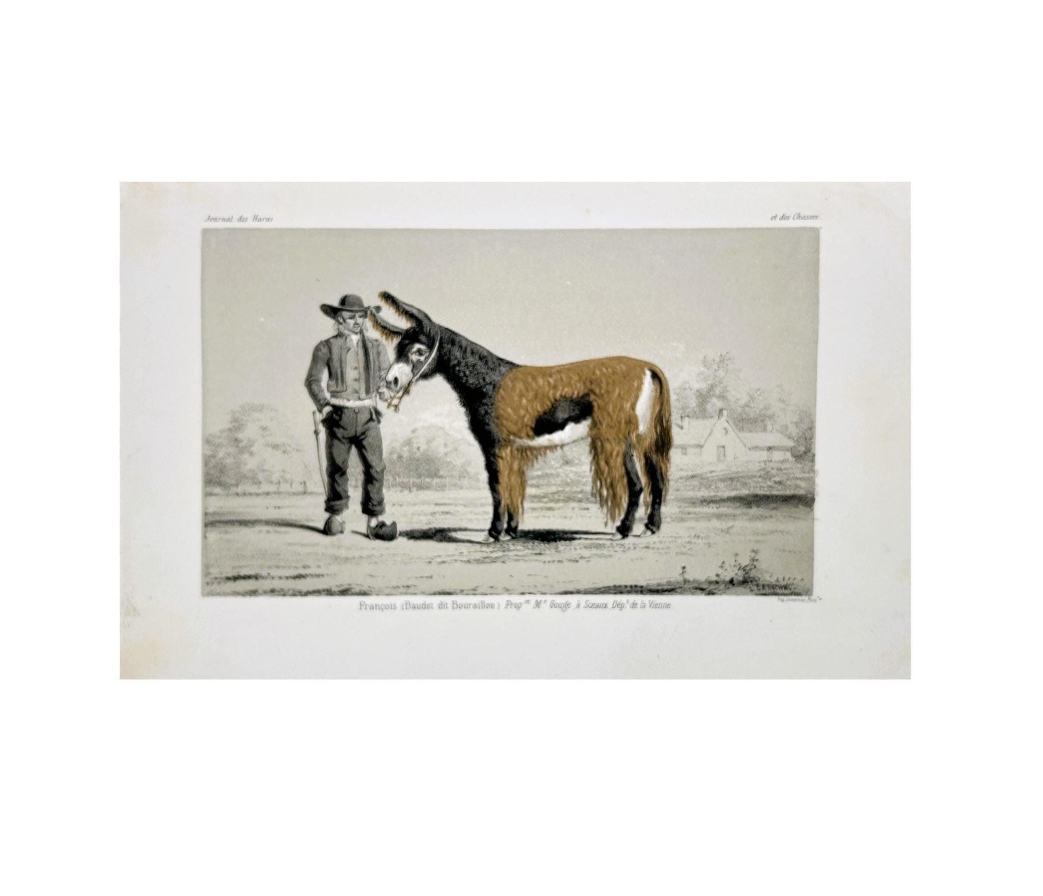 Le Baudet du Poitou et la mule poitevine