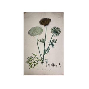 May include: A botanical illustration of a Daucus Carota plant featuring three distinct flower heads in shades of white, green, and brown, with feathery green leaves on thin stems. The print includes small detailed sketches at the bottom.