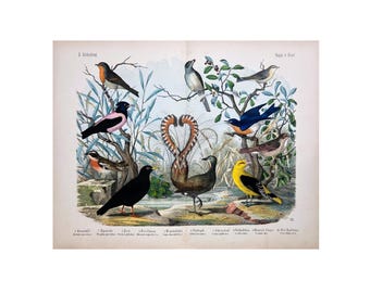 Singvögel | Drosseln, Grasmücken und Pirole | Antike Lithographie | Naturgeschichte des Tierreichs | Kolb & Hanselmann | Stuttgart ca. 1890