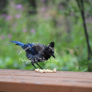 Steller&#39;s Jay - Which peanut first?
