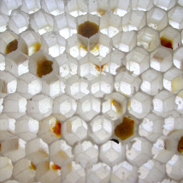 To Bee Natural Perfume 1 gram in vial - Honey, mead and all things related to the honey bee are embodied in this fragrance. Organic