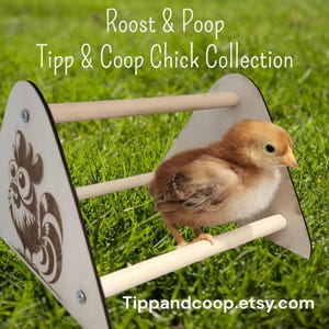 Baby Chick Roosting Perch – &quot;Roost & Poop&quot; by Tipp and Coop | Wooden Chick Stand | Brooder Perch for Chicks | Easy Assembly | Small Large