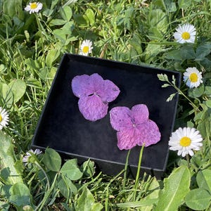 Peut inclure: Deux pétales de fleurs violettes pressées dans une boîte en velours noir. La boîte est posée sur un lit d'herbe verte avec des marguerites blanches.