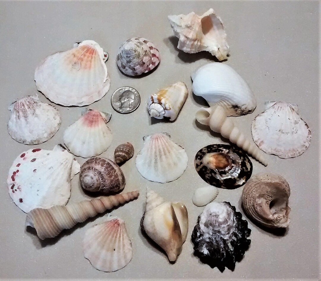 M-123: Twenty Assorted Shells- Great for Crafting Projects - Etsy