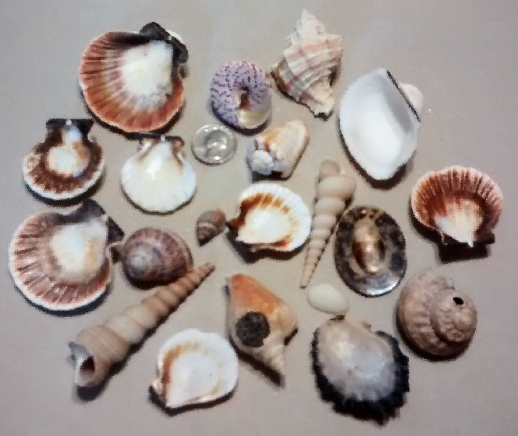 M-123: Twenty Assorted Shells- Great for Crafting Projects - Etsy
