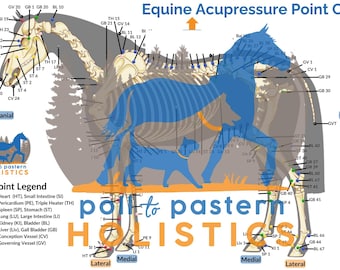 Grafiek van acupressuurpunten bij paarden