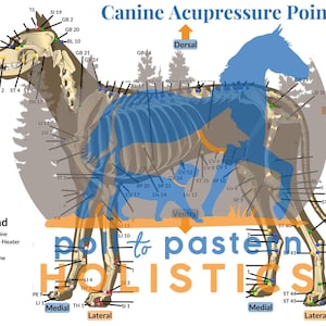 Hunde Akupressur Punkte Diagramm