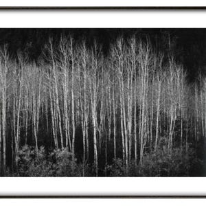 Ansel Adams, &#39;Aspens&#39;, Fine art print, Various sizes