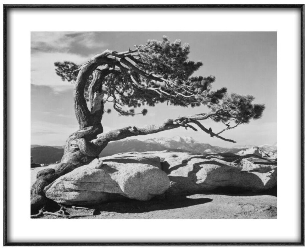 額装品/Pine Forest in /エンボスマーク/アンセルアダムス 額装品/Pine