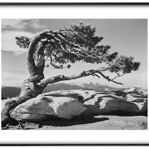 Ansel Adams, 'Jeffrey Pine', Stampa artistica, Varie dimensioni