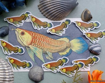Asian Arowana Watercolor Vinyl Sticker - Waterproof and Weatherproof