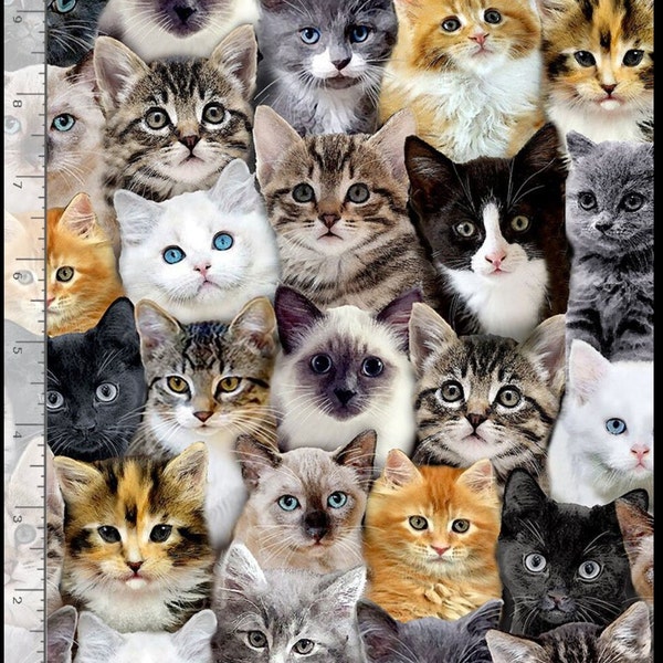 Cat Lady Packed Mixed Breeds of Cats Cotton Fabric CATC8417 by Timeless Treasures