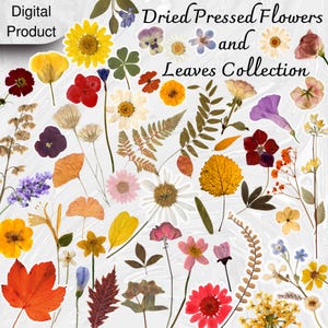 100 cliparts de fleurs et feuilles séchées pressées, invitation florale bohème et carte de vœux, herbier botanique numérique, Saint-Valentin