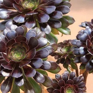 Aeonium Voodoo, rares plantes succulentes Aeonium limitées, faciles à former des grappes en forme d'arbre. Grande variété de rosettes image 5