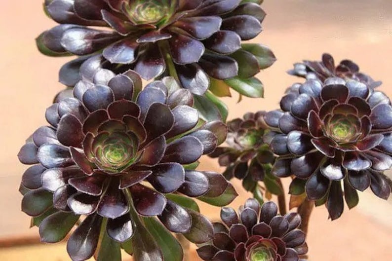 Aeonium Voodoo, rares plantes succulentes Aeonium limitées, faciles à former des grappes en forme d'arbre. Grande variété de rosettes image 5