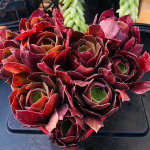 May include: A cluster of dark red succulents with green centers, arranged in a heart shape. The succulent leaves have a velvety texture and gradient coloring. The arrangement is in a red container, with other plants visible in the background.
