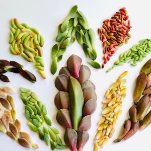 calloused/sprouted Assorted succulent leaves, multiple Varieties, Easy care and hardy, succulent leaf propagation