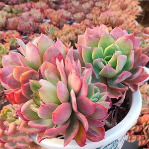 Echeveria Lulls, Luella, hardy succulents
