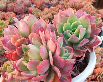 May include: Close-up of vibrant succulents in a white ceramic pot. The succulent leaves display a gradient of colors, from green centers to pink and red edges. Other succulents are visible in the background, creating a lush, colorful display.