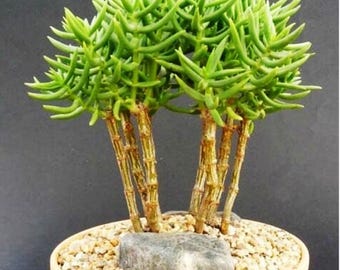 bonsai the art of growing and keeping miniature trees Practical Art of Bonsai: Establishing, cultivating and refining your l –  BookXcess main image 0