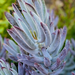 Cotyledon orbiculata, white Sprite, rare succulent, white powdered