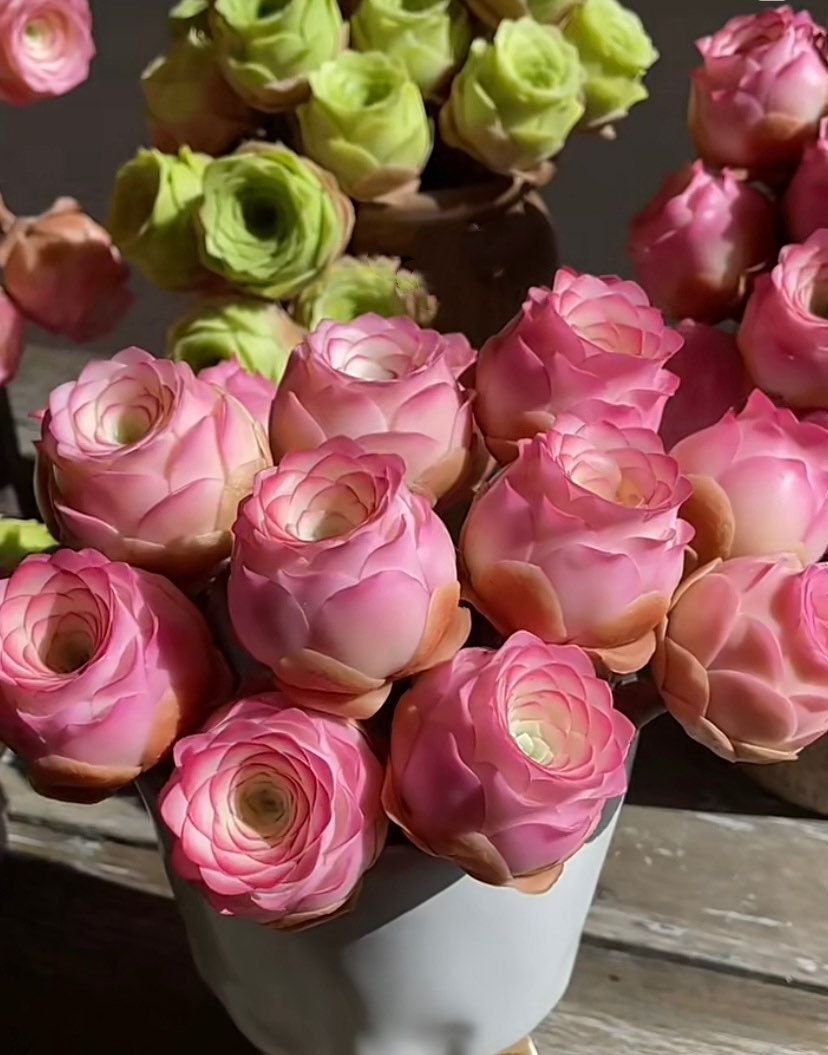 Mountain Roses Sas 40+ Aeonium Aurea ‘pink Mountain Rose’ Premium Seeds, Purple and Pink ...