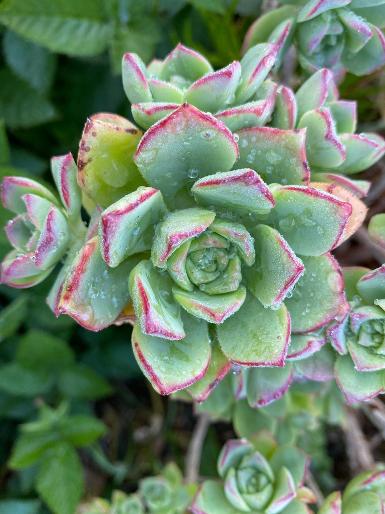 Aeonium Haworthi Pinwheel Succulent | Rare Multi-headed Succulent ...