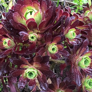 May include: A rustic wooden sign with the text "Welcome to our home" in white lettering. The sign features a distressed finish and a simple, inviting design, perfect for entryway decor.