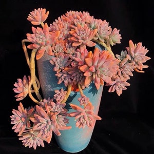 May include: A blue ceramic vase filled with a cluster of pink and orange succulents. The succulents have multiple layers of petals and extend beyond the vase. The vase has a textured surface and is set against a black background.