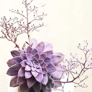 Graptopetalum Pentandrum, rare succulents