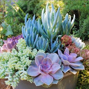 planting pots for sale Mendocino Planter - Vicolo Bianco