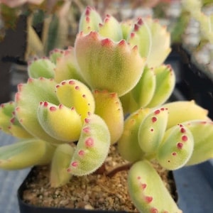 Variegated Cotyledon tomentosa, bear’s paw, Hardy succulents, 1 Gallon well rooted
