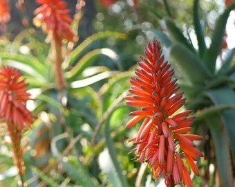 aloe vera spray first Aloe Vera Spray - Soothing & Hydrating Spray for Skin