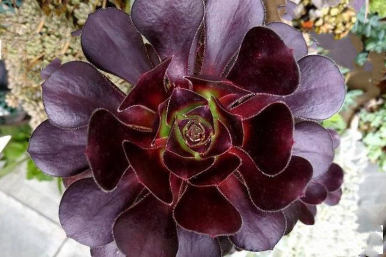 Aeonium Voodoo, rares plantes succulentes Aeonium limitées, faciles à former des grappes en forme d'arbre. Grande variété de rosettes image 1