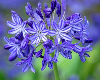 200 graines, lys bleu du Nil, Agapanthus orientalis, fleur de lys africain