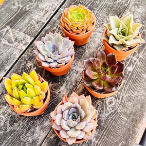 May include: Six small potted succulents in various colors, including green, yellow, purple, and red. The succulents are in small, terracotta-colored pots, arranged on a weathered wooden surface.