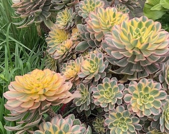 Aeonium Sunburst, nombre limité de plantes succulentes Aeonium, options avec crête disponibles