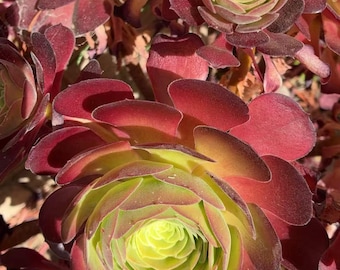 Aeonium Blushing Beauty Succulent Cutting: Color Changing Rosette