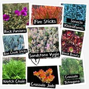 5/10/15 types large RARE Assorted succulent Cuttings 4-8&quot;, Colorful and easy to grow, no roots