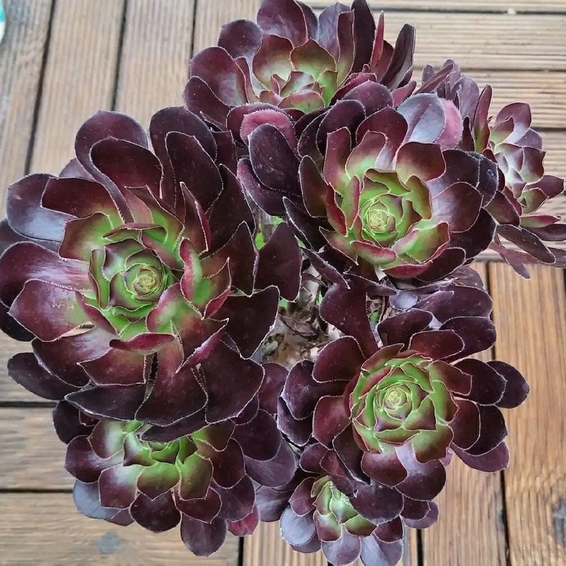 Aeonium Voodoo, rares plantes succulentes Aeonium limitées, faciles à former des grappes en forme d'arbre. Grande variété de rosettes image 4