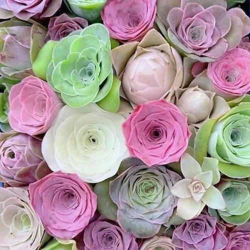 40+ Aeonium Greenovia mix premium seeds, Mountain Rose，Mixed varieties, Rare succulent, high germination rate, S28