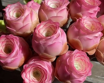 Más de 40 semillas premium de Aeonium Aurea ‘Rosa de Montaña Rosa’, rosas de montaña moradas y rosas, suculenta rosa poco común, alta tasa de germinación, S8