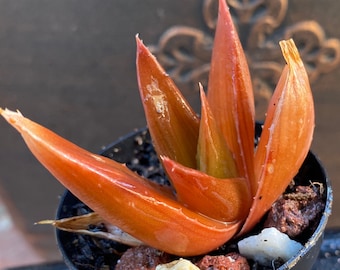 aloe vera brevifolia Buy Aloe Brevifolia (Short-leaved Aloe)