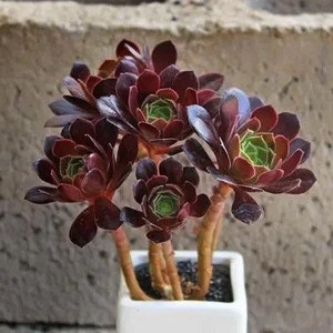 Aeonium Voodoo, rares plantes succulentes Aeonium limitées, faciles à former des grappes en forme d'arbre. Grande variété de rosettes image 2