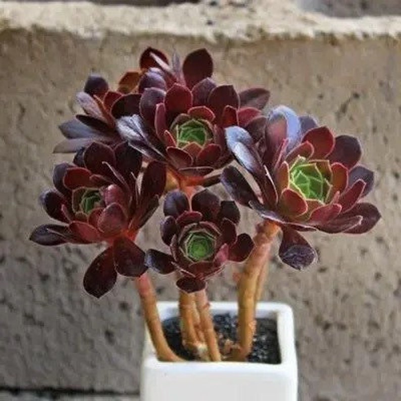 Aeonium Voodoo, rares plantes succulentes Aeonium limitées, faciles à former des grappes en forme d'arbre. Grande variété de rosettes image 2