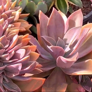 May include: Close-up of vibrant succulents with thick, fleshy leaves in shades of pink, peach, and purple. The plants are arranged closely together, showcasing their unique textures and forms. A beautiful display of nature's artistry.