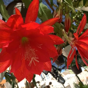 Epiphyllum Orchid Cactus, Ackermannii, Rare Beautiful Red, Multiple Stem Cuttings (8”+ ),  Easy propagation