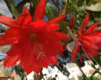 Cactus orchidée Epiphyllum rouge : boutures de tiges matures, multiplication facile