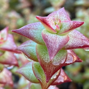 Crassula ‘Tom Thumb’, cute rare succulents
